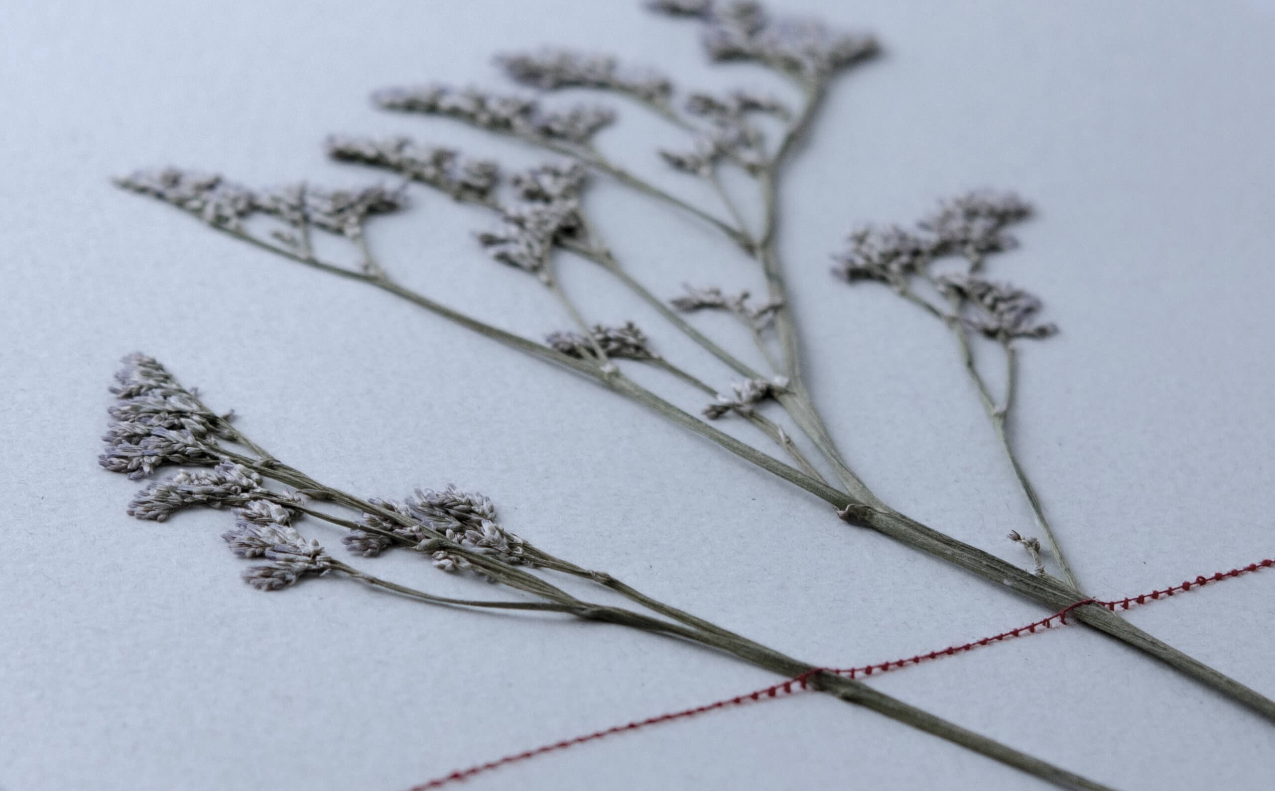 fleurs-secheses